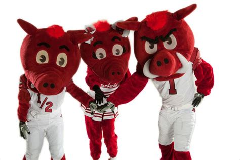 Hog mascot representing arkansas